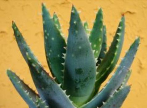Aloes i jego właściwości lecznicze