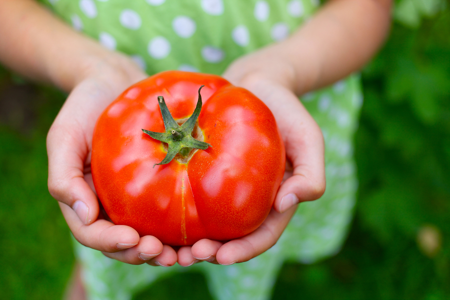 Pomidor - cenne źródło likopenu